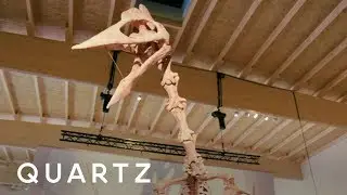 This giraffe-sized pterodactyl has scientists' minds blown