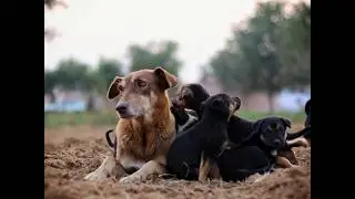 Caring for Pregnant Dogs