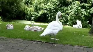 Swan couple and their chicks