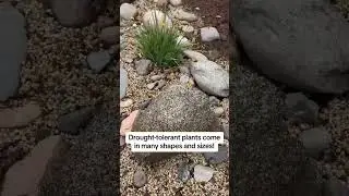 I thought drought-tolerant plants were just cacti?