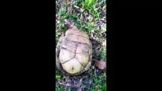 Turtle flips over like a boss