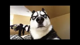 Funny Animals Reaction #2 🐱🐶 Dogs And Cats Reaction Compilation