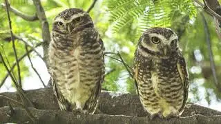 Fotografando Aves
