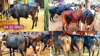 Baktiyarpur Pashu Mandi / Patna Bihar Hf Cow Market 