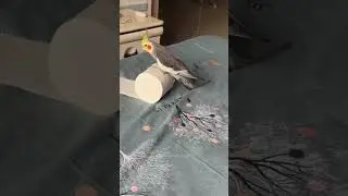 Jojo's Adorable Antics: Watch Cockatiel Jojo's Playful Moments | #cockatielscraze
