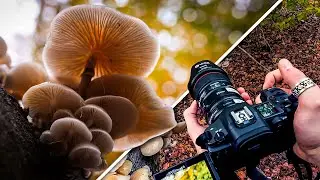 POV Mushroom Photography with Canon R5 (BOKEH) 🇬🇧