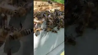 am ratat prinderea roiului #bee