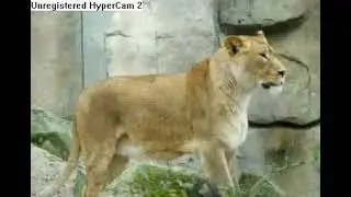 Endangered wild cats