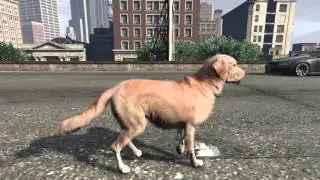 Golden Retriever Dog explores the City of GTAV