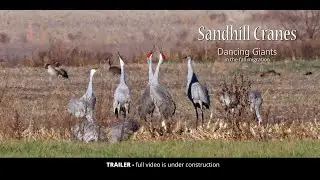Sandhill Cranes: Dancing Giants   -  Trailer