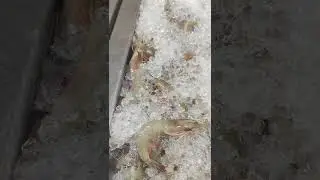 premium fish retail store @ Banashankari 3rd stage, Bangalore. Must visit !!