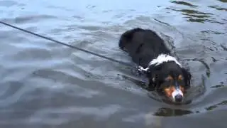 Thor Swimming