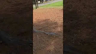 Massive Tree Roots in Front Yard Make Cutting Yard a Challenge