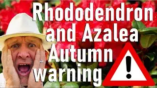 Never ignore these Rhododendron and Azalea autumn maintenance jobs