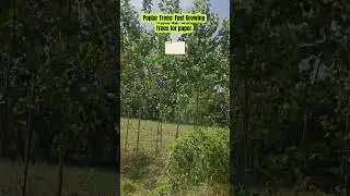 Poplar trees#tree #garden#field #paper#pulp#park #plants #shorts