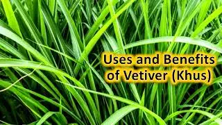 Uses and Benefits of Vetiver (Khus)
