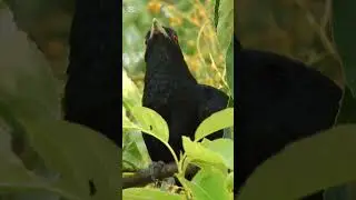 Koyal ki awaz koel sounds #birds #naturesvoice #animalsounds #birdsong #nature