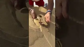 Desert Miracle: Unbelievable Experiment Success #shortsfeed #interesting #desert #experiment 11.ai
