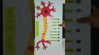 neuron working model  | science project  #schoolproject #science #shorts