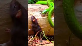 Green Mamba &ndash; The Agile and Deadly Serpent 🐍🌿