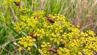 Red soldier beetles - reproducing. Insects in Siauliai, Lithuania.