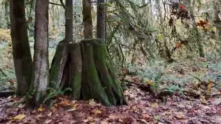 Coquitlam River Trail #vancouver #trail #senderismo #bosque #coquitlambc 