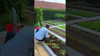 good fertilizer effect and improve the soil, the vegetables grown are safe to eat #hidden#garden