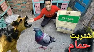 اشتريت حمام جديد 🤔 وكلب هجم عليه 😔 في سوق الحمام 