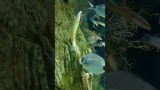 Guess the Reef&rsquo;s Living Rainbow... Mediterranean Rainbow Wrasse!