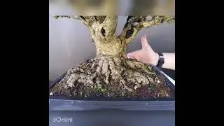 bonsai di ligustro