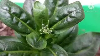How to grow and care stock flower plant..🌺🌹