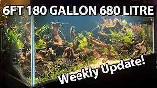 Aquatopia Weekly Update! - My 6ft 180 Gallon 680 Litre Planted Aquarium!