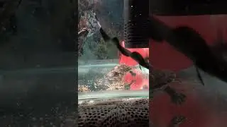Turtle Ate Fish Food 🍲😋 || #turtle #redearedslider #food #eating #viral #shorts