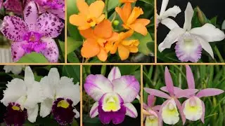 GCOA Show and Sale - Part 1 - Cattleyas