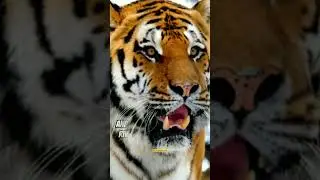 TIGER 🐅 #shorts #youtubeshorts #tiger #TigerTales #WildCatChronicles #JungleJewels #MajesticBeast