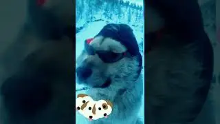 Magadans doggy