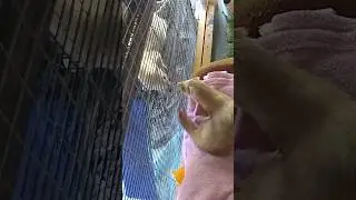 Integrating Rescue Ferrets is NOT FUN!