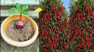 Simple method propagate chilli tree with onion fruit new technology || how to grow chilli tree