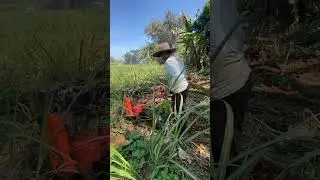 KENZA KZ35 CWD review di lahan,kiriman dari kabupaten malang,singosari..terimah kash