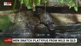 Queensland authorities search for Platypus after being snatched by men