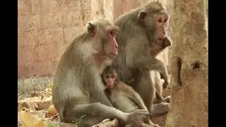 Jane Group Amber /How To See Janna and Mama Jane, Janet Just Down From The Tree Wait Some Food