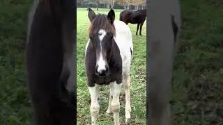 Лошадь #лошади #horse #horses #vlog #vlogs #videos #top #blogger #video #viral #shorts #shortvideo