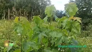 DERİNDERE YAYLASI VE BALGÖZENİN ALTI
