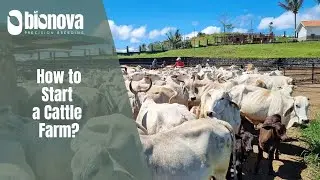 How to Start a Cattle Farm in the Philippines?