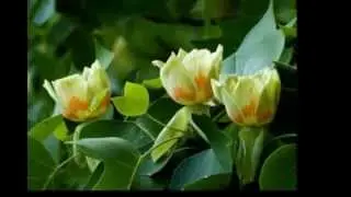 LIRIODENDRON  TULIPIFERA
