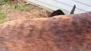 Digging up Mud