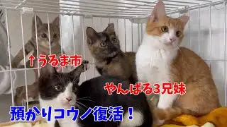 【沖縄っ子】元預かり部長が復活するもやっぱりねw