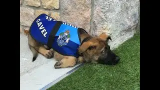 Gavel - police dog drop-out to Vice-Regal Dog in Queensland