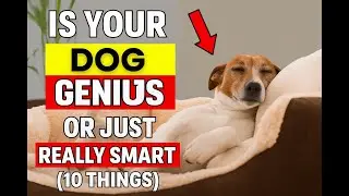 Is Your DOG a Genius or Just Really Smart