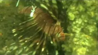 Chasing the lionfish: FIU researchers find predator in troubling waters